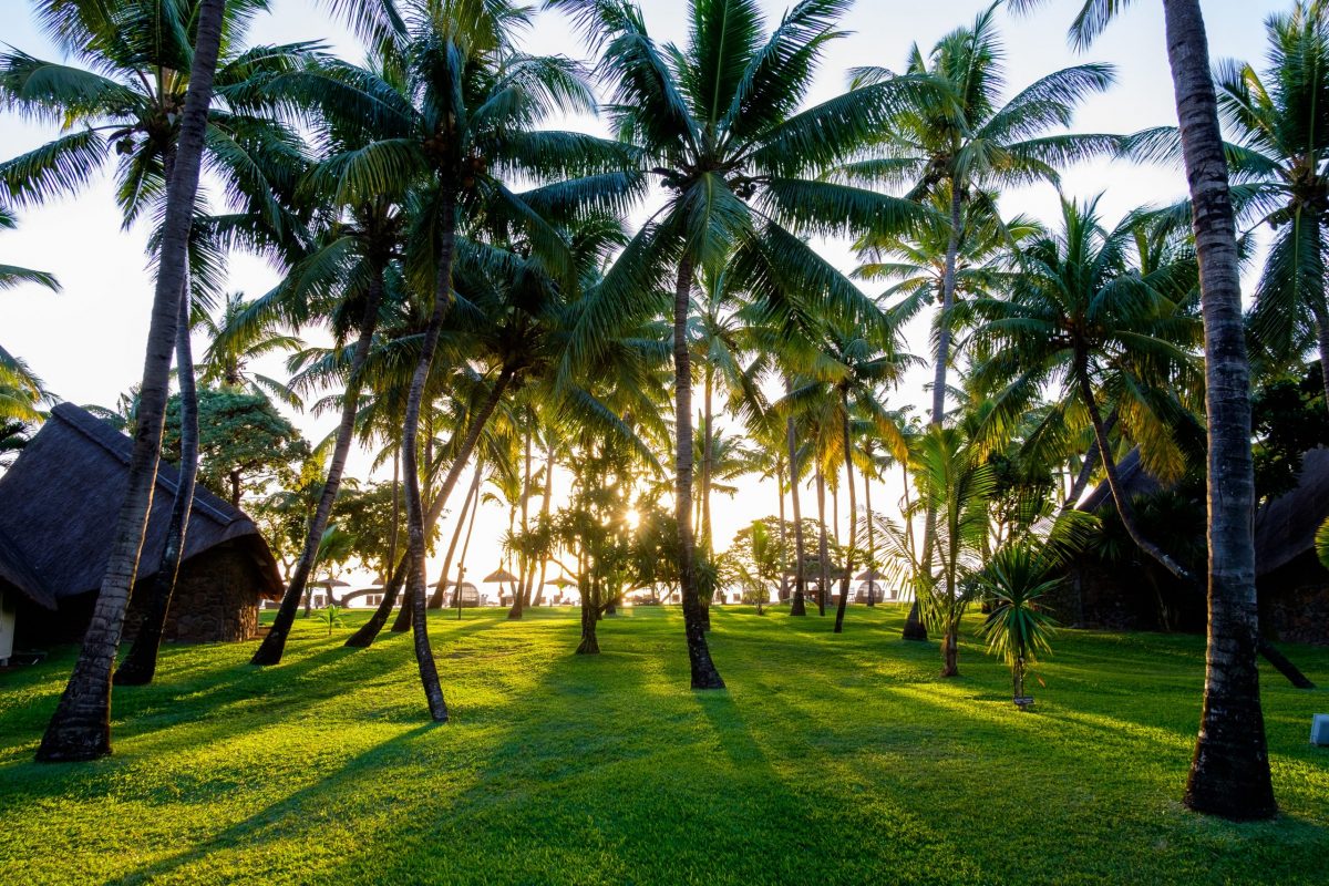zdjęcie palmy Mauritius